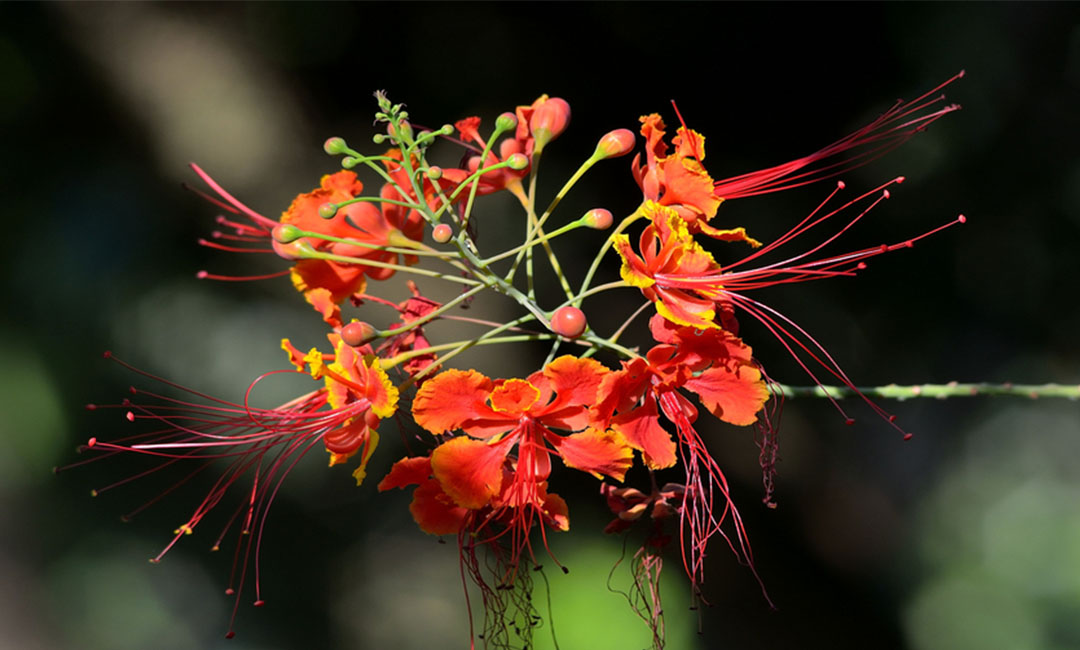 邯郸花帮主百科词条创建案例