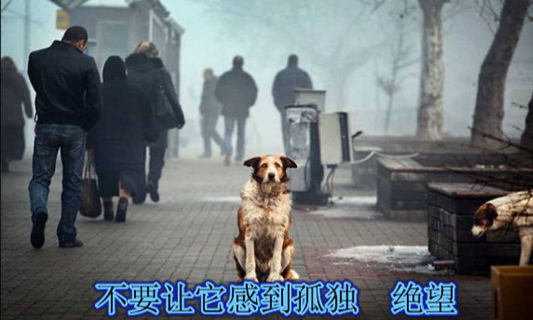 邯郸爱影圈微博微信转发案例